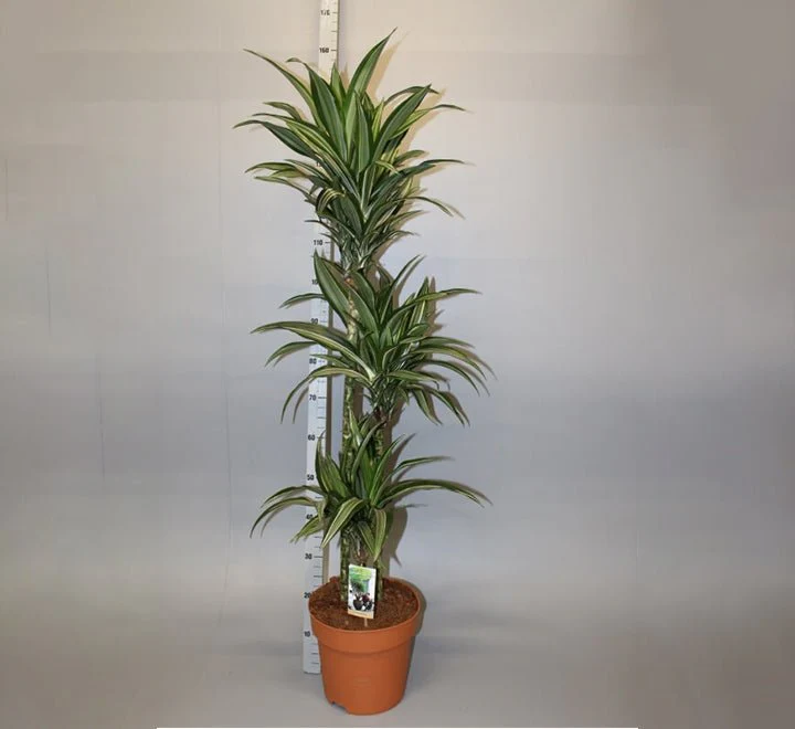 Dracaena fragrans deremensis "Ulises" 140-150cm overall Default Plastic Pot