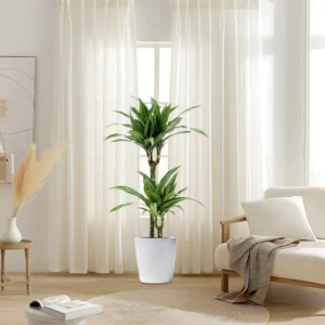 Dracaena fragrans deremensis "Ulises" 140-150cm overall White Ceramic Pot