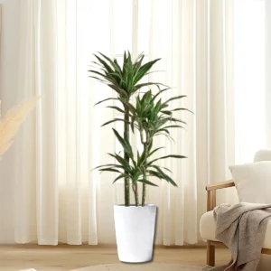 Dracaena Fragrans Deremensis "Warneckei" 100-120cm overall White Ceramic Pot