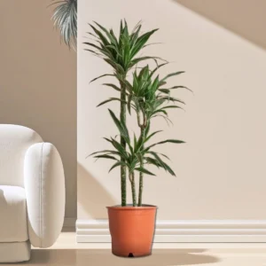 Dracaena Fragrans Deremensis "Warneckei" 100-120cm overall Default Plastic Pot
