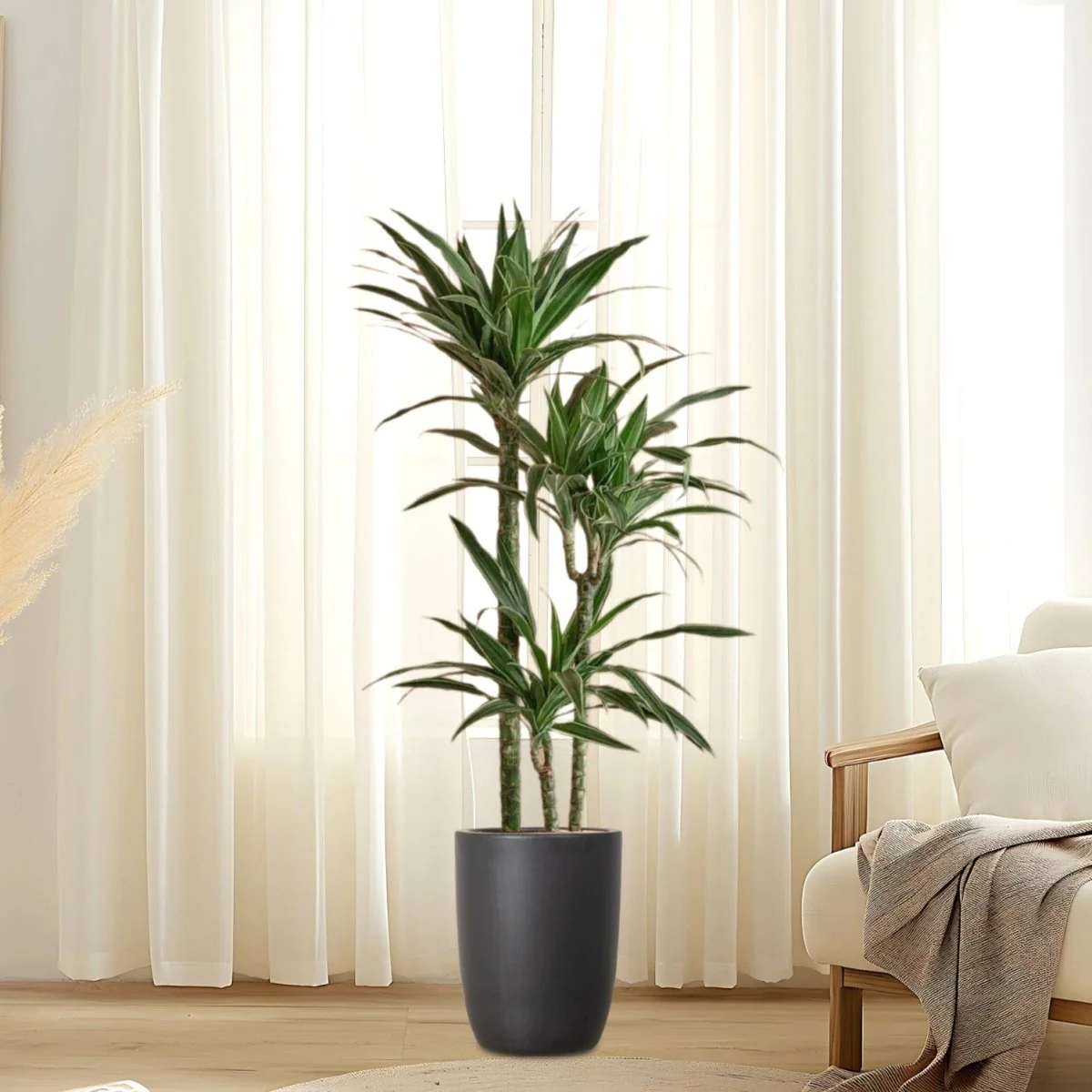 Dracaena Fragrans Deremensis "Warneckei" 100-120cm overall Black Ceramic Pot
