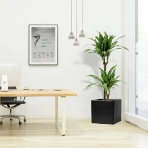 Dracaena Fragrans Deremensis "Warneckei" in Grp Square Pot 40x40 Black Grp