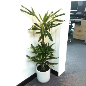 Dracaena Fragrans "Golden Coast" 30-40cm overall White Ceramic Pot (Clay Stones)
