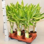 Dracaena Fragrans "Golden Coast" 30-40cm overall Default Plastic Pot (Pine Mulch) - Image 2