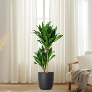 Dracaena fragrans "Janet Craig" 100-120cm overall Black Ceramic Pot