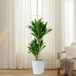 Dracaena fragrans "Janet Craig" 140-150cm overall White Ceramic Pot