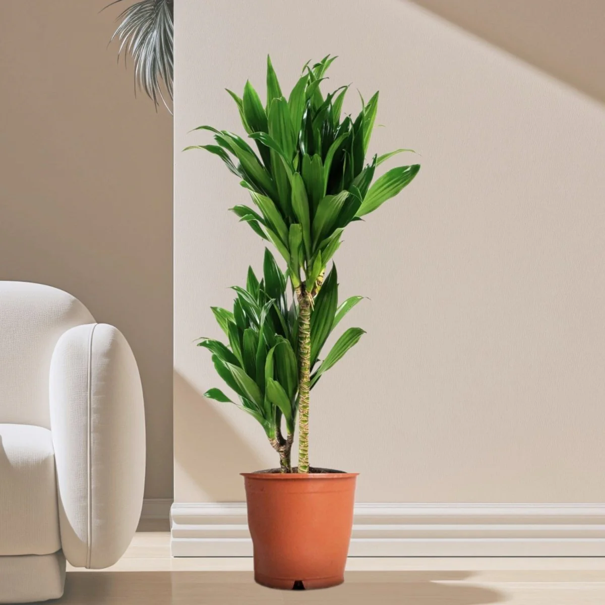 Dracaena fragrans "Janet Craig" 170-180cm overall Default Plastic Pot
