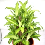Dracaena fragrans "Massangeana 3 steps" 40-50cm Default Plastic Pot (Pine Mulch) - Image 2