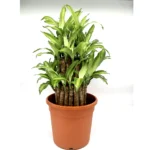 Dracaena fragrans "Massangeana 3 steps" 40-50cm Default Plastic Pot (Pine Mulch)
