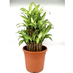 Dracaena fragrans "Massangeana 3 steps" 40-50cm Default Plastic Pot (Default Soil)