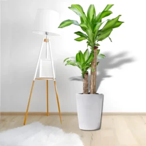 Dracaena Fragrans "Massangeana" 160-170cm overall height White Ceramic Pot with (White Pebbles)
