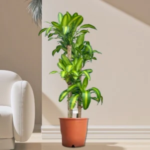 Dracaena Fragrans "Massangeana" 90-100cm overall height Default Plastic Pot with (Default Soil)