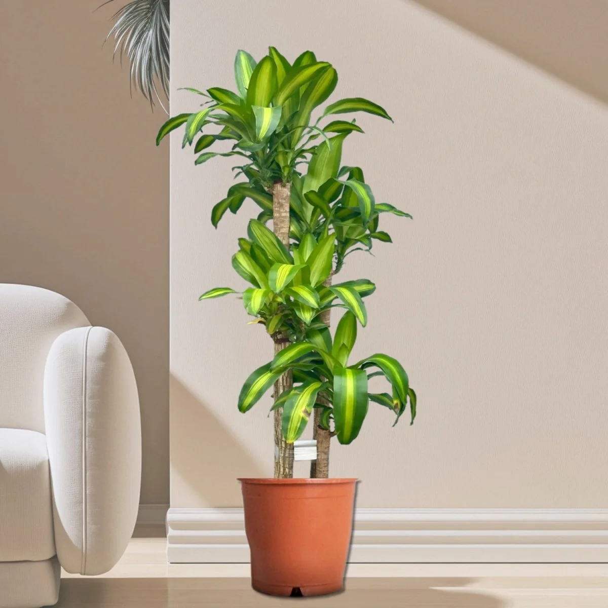 Dracaena Fragrans "Massangeana" 90-100cm overall height Default Plastic Pot with (Pine Mulch)