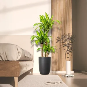 Dracaena Fragrans "Massangeana" 130-140cm overall Height Black Ceramic Pot