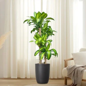 Dracaena Fragrans "Massangeana" 90-100cm overall height Black Ceramic Pot with (Default Soil)