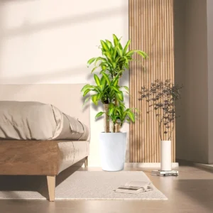 Dracaena Fragrans "Massangeana" 90-100cm overall Height White Ceramic Pot