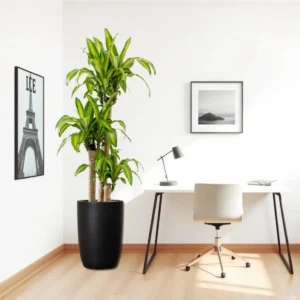 Dracaena Fragrans (Massangeana) in Black Ceramic Pot