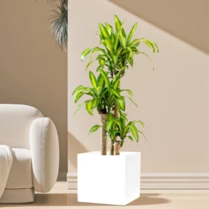 Dracaena Fragrans (Massangeana) in Grp Square Pot 40x40