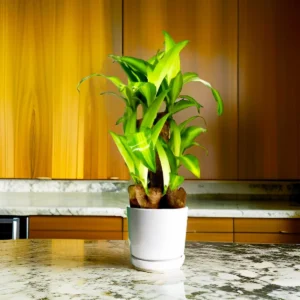 Dracaena fragrans "Massangeana Multi Branch " 30-40cm White Ceramic Pot (Pine Mulch)