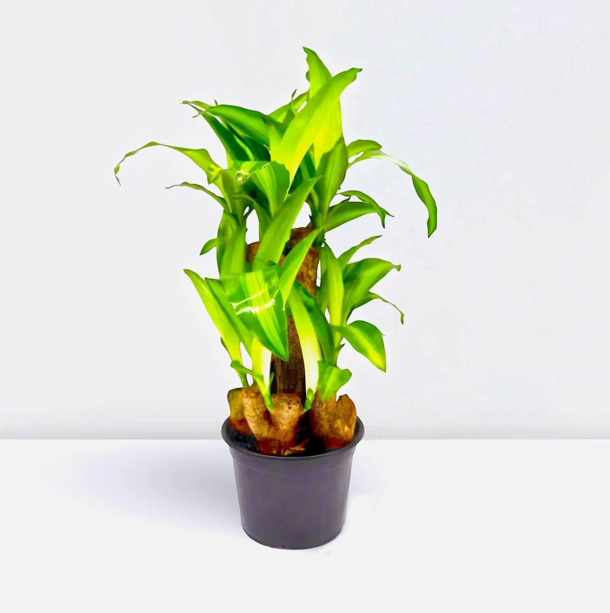 Dracaena fragrans "Massangeana Multi Branch " 30-40cm Default Plastic Pot (Clay Stones)