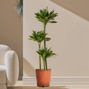 Dracaena Fragrans Or Compacta 130-140cm overall height Default Plastic Pot