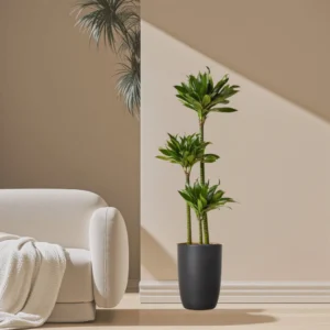 Dracaena Fragrans Or Compacta 90-100cm overall height Black Ceramic Pot