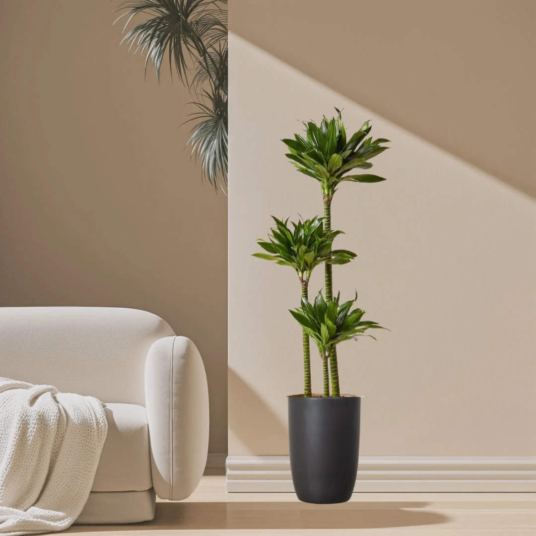 Dracaena Fragrans Or Compacta 130-140cm overall height Black Ceramic Pot