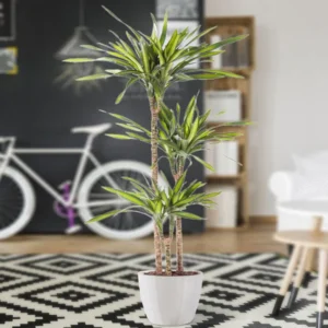 Dracaena fragrans Or Riki 100-120cm overall White Ceramic Pot (Pine Mulch)