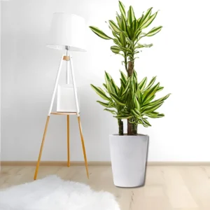 Dracaena Fragrans "Yellow Coast" 140-150cm overall White Ceramic Pot (Default Soil)