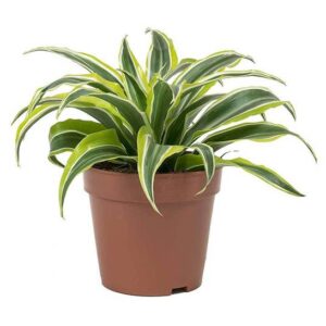 Dracaena Lemon Lime Mini Default Plastic Pot
