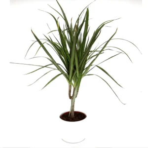 Dracaena Marginata 40-50cm White Cosmoplast Pot