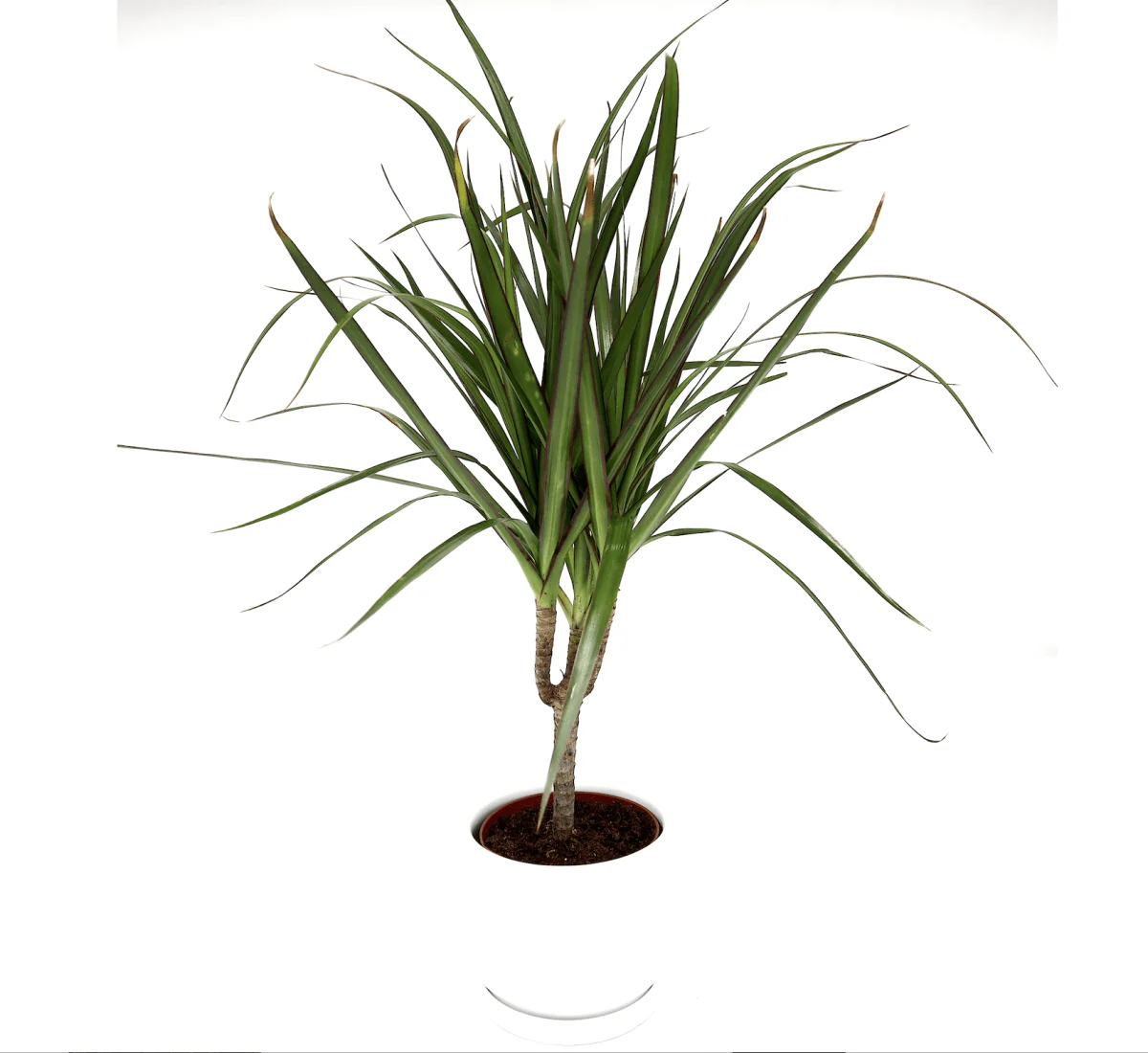 Dracaena Marginata 40-50cm White Cosmoplast Pot