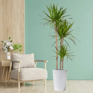 Dracaena Marginata 170-180cm overall height White Ceramic Pot (Default Soil)