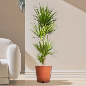 Dracaena Marginata 170-180cm overall height Default Plastic Pot (White Pebbles)