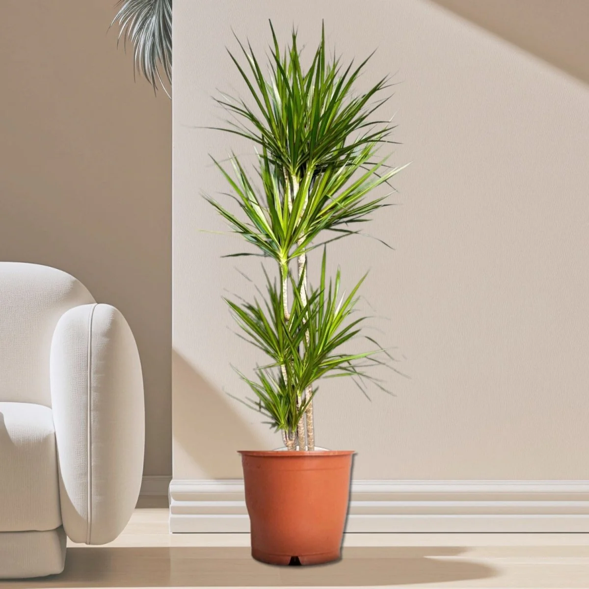 Dracaena Marginata 170-180cm overall height Default Plastic Pot (White Pebbles)
