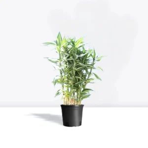 Dracaena Sanderiana 0.4-0.5 overall height Default Plastic Pot