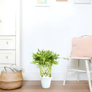 Dracaena Sanderiana | Ribbon Dracaena 27-30cm overal height White Ceramic Pot