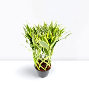 Dracaena Sanderiana | Ribbon Dracaena 37-40cm overal height Default PlasticPot