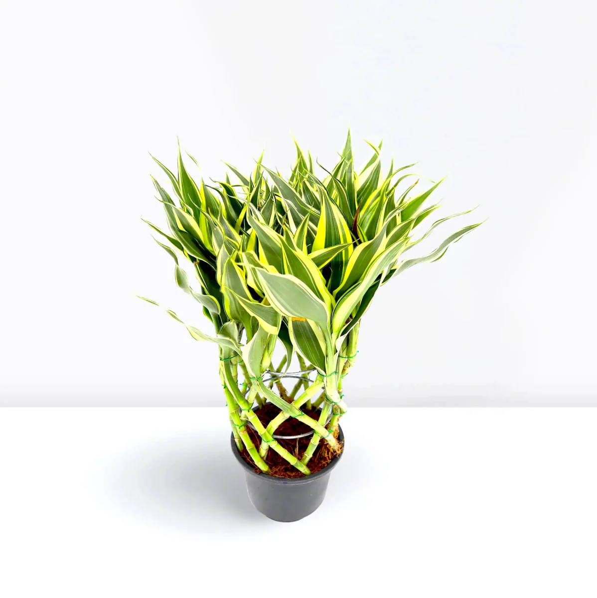 Dracaena Sanderiana | Ribbon Dracaena 27-30cm overal height Default Plastic Pot