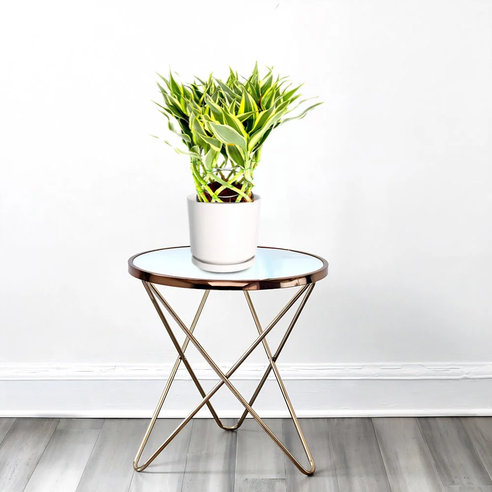 Dracaena Sanderiana | Ribbon Dracaena 37-40cm overal height White Cosmoplast Pot