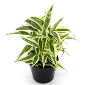 Dracaena Sanderiana Small in 9cm pot