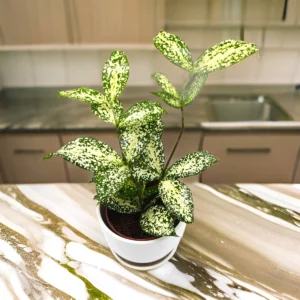 Dracaena Surculosa ‘Florida Beauty’ | Godseffiana White Ceramic Pot