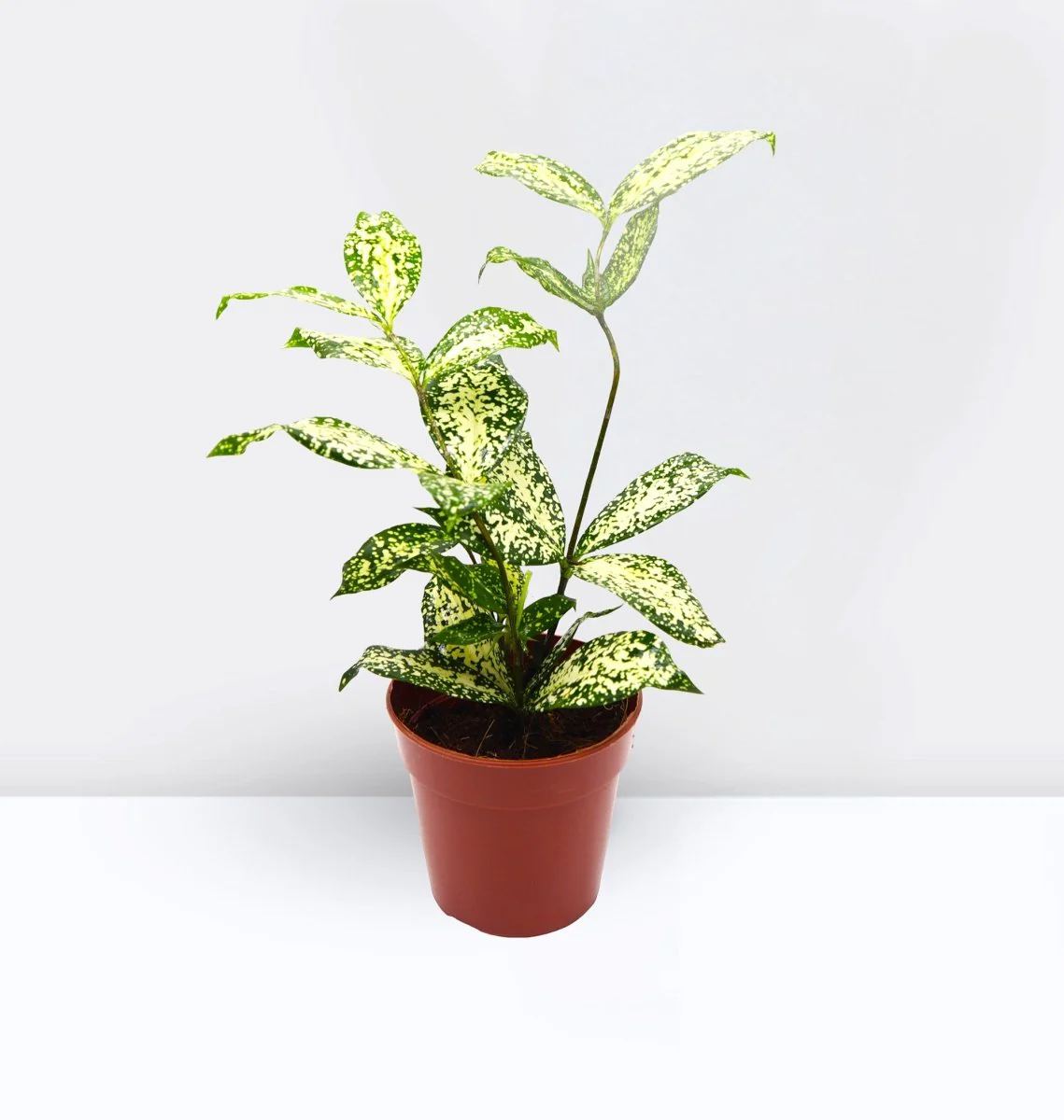 Dracaena Surculosa ‘Florida Beauty’ | Godseffiana Default Plastic Pot