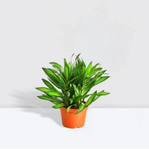 Dragon Tree - Song of Jamaica / Dracaena Genus Plastic Nursery Pot (Clay Stones)