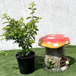 Duranta Repens, Duranta Gold or Golden Dew Drop 30-40cm