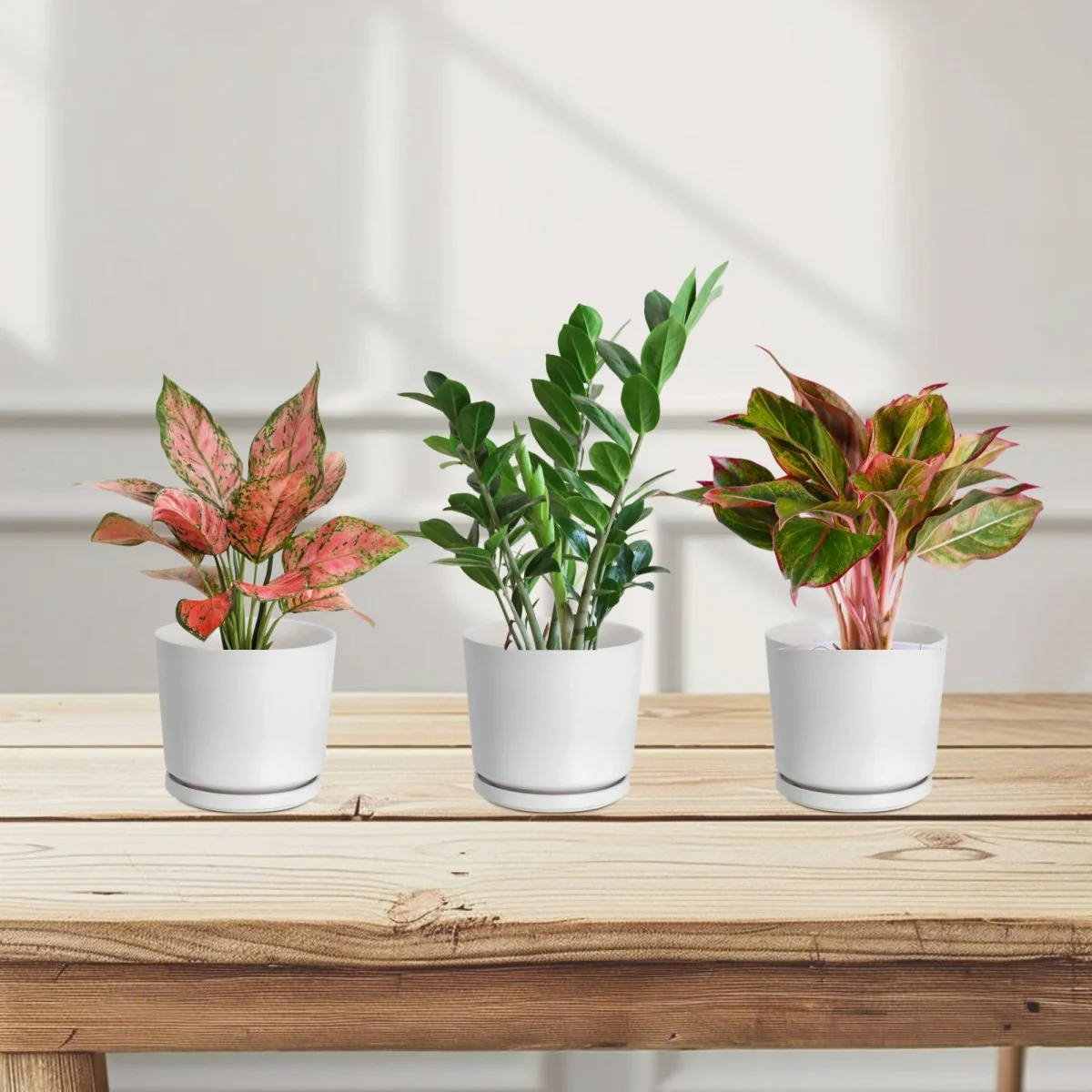 Easy care set 20-30cm ( 1x Aglonema Sp Whishes 1x ZZ Plant 1x Aglonema Red )