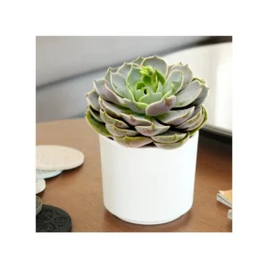 Echeveria Succulent White Ceramic Pot
