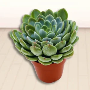 Echeveria Succulent Default Plastic Pot