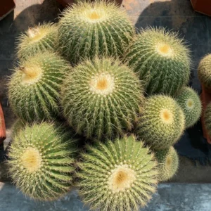 The Golden Barrel Cactus / Echinocactus Grusonii Multi Head