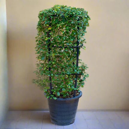 Ehretia 4 stick Ehretia Microphylla 60-80cm Fukien tea plant